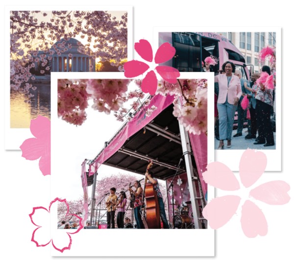 National Cherry Blossom Festival by くるみさん